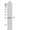 Epstein-Barr Virus Induced 3 antibody, LS-C387750, Lifespan Biosciences, Western Blot image 