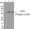 Fibroblast Growth Factor Receptor Substrate 2 antibody, AP55788PU-N, Origene, Western Blot image 