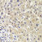 PRAS40 antibody, LS-C334579, Lifespan Biosciences, Immunohistochemistry paraffin image 