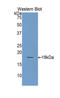 Tetraspanin 3 antibody, LS-C296594, Lifespan Biosciences, Western Blot image 