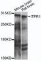 Inositol 1,4,5-Trisphosphate Receptor Type 1 antibody, LS-C749022, Lifespan Biosciences, Western Blot image 