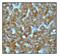 Catalase antibody, ab52477, Abcam, Immunohistochemistry paraffin image 