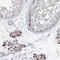 Coiled-Coil Domain Containing 73 antibody, HPA038668, Atlas Antibodies, Immunohistochemistry frozen image 