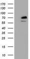 Tripartite Motif Containing 2 antibody, TA501559, Origene, Western Blot image 