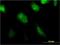 Basic Leucine Zipper ATF-Like Transcription Factor 2 antibody, H00116071-M01, Novus Biologicals, Immunocytochemistry image 