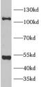 Insulin Degrading Enzyme antibody, FNab10204, FineTest, Western Blot image 