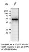 Maltose Binding Protein antibody, AB0060-500, SICGEN, Western Blot image 