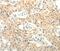 Forkhead Box R2 antibody, PA5-50223, Invitrogen Antibodies, Immunohistochemistry frozen image 