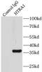 HtrA Serine Peptidase 1 antibody, FNab04069, FineTest, Immunoprecipitation image 