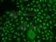 TCF3 Fusion Partner antibody, A6461, ABclonal Technology, Immunofluorescence image 