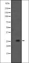 Growth Arrest And DNA Damage Inducible Beta antibody, orb335187, Biorbyt, Western Blot image 