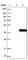 Ribokinase antibody, HPA019725, Atlas Antibodies, Western Blot image 