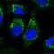 Aldehyde Dehydrogenase 16 Family Member A1 antibody, PA5-63737, Invitrogen Antibodies, Immunofluorescence image 