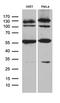 Kruppel Like Factor 5 antibody, LS-C796159, Lifespan Biosciences, Western Blot image 