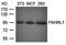 Kell Metallo-Endopeptidase (Kell Blood Group) antibody, orb100023, Biorbyt, Western Blot image 