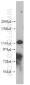 Protein unc-13 homolog D antibody, 16905-1-AP, Proteintech Group, Western Blot image 