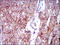 CDKN1A Interacting Zinc Finger Protein 1 antibody, orb330030, Biorbyt, Immunohistochemistry paraffin image 