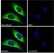 Mucin-5B antibody, LS-C154831, Lifespan Biosciences, Immunofluorescence image 