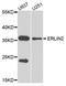 ER Lipid Raft Associated 2 antibody, STJ110612, St John