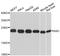 BCL2 Associated Agonist Of Cell Death antibody, abx125296, Abbexa, Western Blot image 