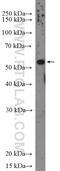 Coiled-Coil Domain Containing 77 antibody, 26369-1-AP, Proteintech Group, Western Blot image 