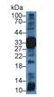  Elastase 4  antibody, MBS2013951, MyBioSource, Western Blot image 