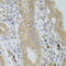 Occludin antibody, 14-548, ProSci, Immunohistochemistry frozen image 