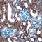 MDM2 Proto-Oncogene antibody, AF1244, R&D Systems, Immunohistochemistry paraffin image 