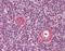 Mitochondrial Antiviral Signaling Protein antibody, orb86814, Biorbyt, Immunohistochemistry paraffin image 