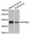 NFKB Inhibitor Alpha antibody, A11168, ABclonal Technology, Western Blot image 