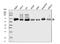 Lipolysis Stimulated Lipoprotein Receptor antibody, A02742-1, Boster Biological Technology, Western Blot image 