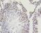 Histone Cluster 4 H4 antibody, NBP2-67342, Novus Biologicals, Immunohistochemistry paraffin image 