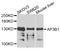 Adaptor Related Protein Complex 3 Subunit Beta 1 antibody, STJ29099, St John