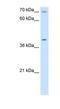 Cytochrome C Oxidase Assembly Homolog COX15 antibody, NBP1-59560, Novus Biologicals, Western Blot image 