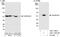 Calreticulin antibody, A301-129A, Bethyl Labs, Western Blot image 