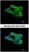 SUMO Specific Peptidase 2 antibody, NBP1-31217, Novus Biologicals, Immunocytochemistry image 
