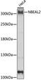 Neurobeachin Like 2 antibody, A06878, Boster Biological Technology, Western Blot image 