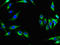 NRG-4 antibody, LS-C394675, Lifespan Biosciences, Immunofluorescence image 
