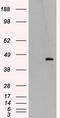 Mitochondrial Translational Release Factor 1 Like antibody, LS-C115052, Lifespan Biosciences, Western Blot image 