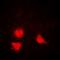 Sirtuin 1 antibody, orb382038, Biorbyt, Immunofluorescence image 