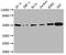 Protein Tyrosine Phosphatase Non-Receptor Type 1 antibody, CSB-RA272100A0HU, Cusabio, Western Blot image 