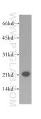Progesterone Receptor Membrane Component 1 antibody, 12990-1-AP, Proteintech Group, Western Blot image 