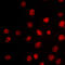 T-Box 18 antibody, GTX55908, GeneTex, Immunofluorescence image 