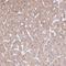 Endoplasmic Reticulum Aminopeptidase 2 antibody, HPA034498, Atlas Antibodies, Immunohistochemistry frozen image 