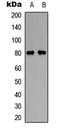 Growth arrest-specific protein 6 antibody, LS-C358756, Lifespan Biosciences, Western Blot image 