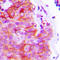Adrenoceptor Alpha 2C antibody, LS-C353887, Lifespan Biosciences, Immunohistochemistry paraffin image 