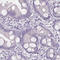 Thyroglobulin antibody, AMAb90523, Atlas Antibodies, Immunohistochemistry frozen image 