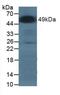 Galactosidase Alpha antibody, abx131880, Abbexa, Western Blot image 