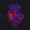 CD69 Molecule antibody, MAB23591, R&D Systems, Immunocytochemistry image 