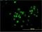 Transcription Factor AP-4 antibody, H00007023-M02, Novus Biologicals, Immunofluorescence image 